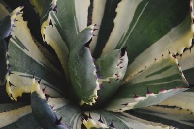 Close-up of cactus