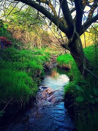 Stream in forest