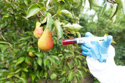 Cropped hand injecting pear hanging on plants