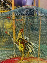 Close-up of fishing net with chainlink fence in cage