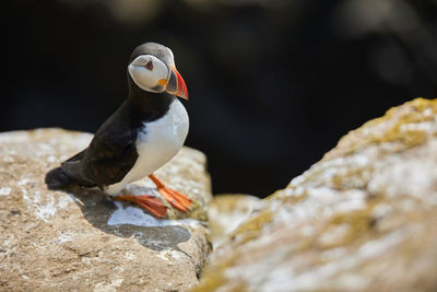 Puffin standing on a rock cliff . fratercula arctica