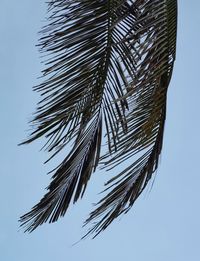 Low angle view of palm leaf against clear sky