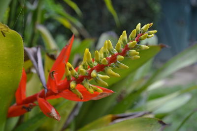 Close-up of red flowering plant