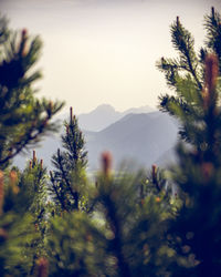 Close-up of flowering plant against mountain