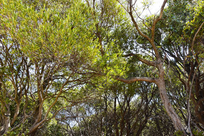 Low angle view of trees in forest