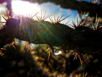 Low angle view of trees against sky