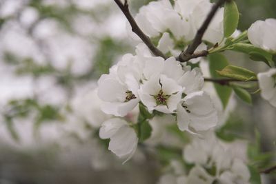 Close-up of white cherry blossom tree