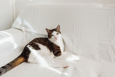 Young domestic cat lying on white couch