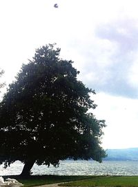 Tree by lake against sky