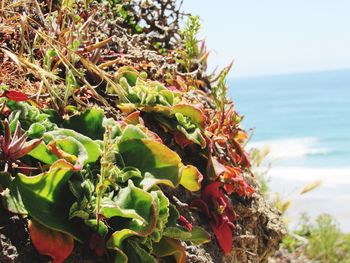Close-up of plant in sea