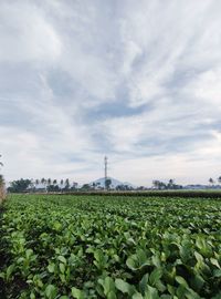 Scenic view of agricultural field against sky