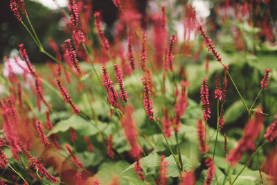 Close-up of red flower on field