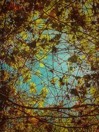 Low angle view of tree against sky