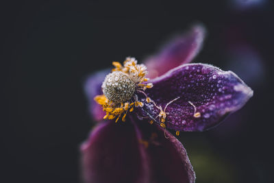 Close-up of purple flower against black background