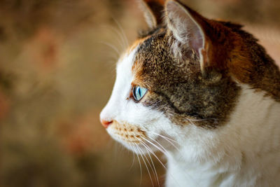 Close-up of a cat looking away