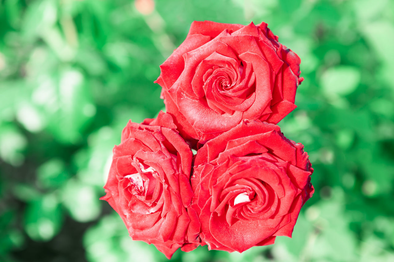 CLOSE-UP OF RED ROSE AGAINST BLURRED PLANTS