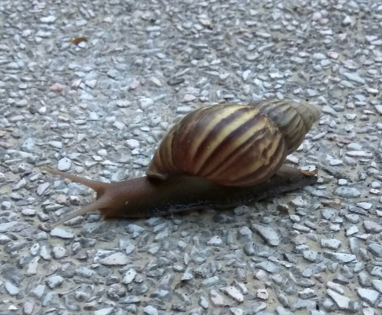 HIGH ANGLE VIEW OF SNAIL ON GROUND