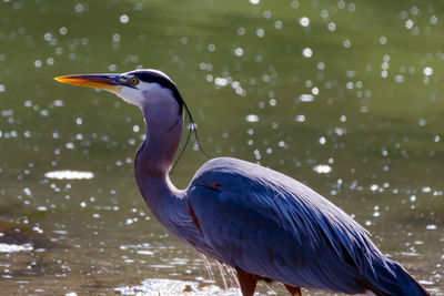 High angle view of gray heron perching on leaf