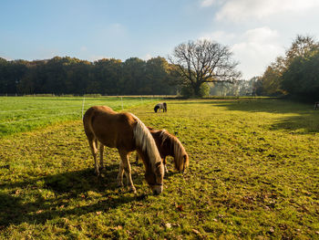 Horses grazing on field against sky