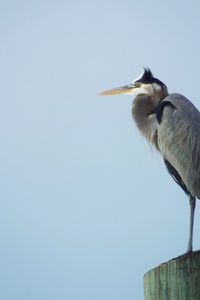 Low angle view of gray heron perching against clear sky