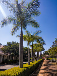 Palm trees against sky