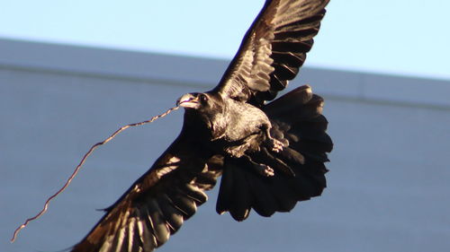 Low angle view of bird in flight