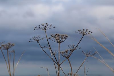 Close-up of dried plant against cloudy sky