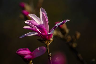 Close-up of pink flowering plant