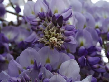 Close-up of purple flowering plant in park