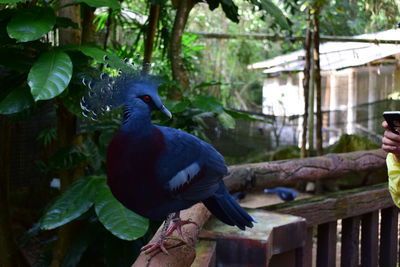 View of birds perching on branch