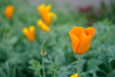 Close-up of orange flower growing on field