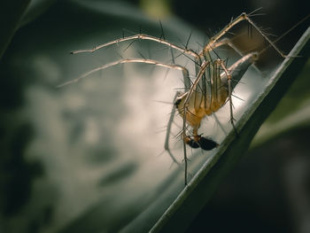 Close-up of insect on leaf