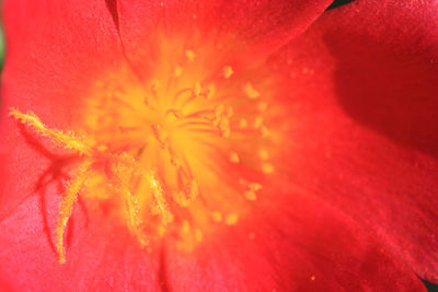 Macro shot of red rose flower