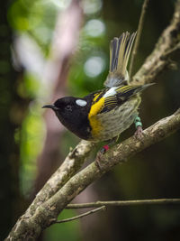 Close-up of bird perching on branch