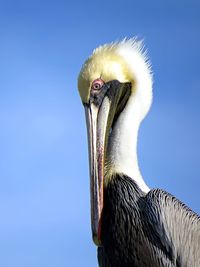 Closeup of pelican