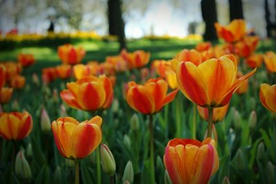 Close-up of orange tulips on field