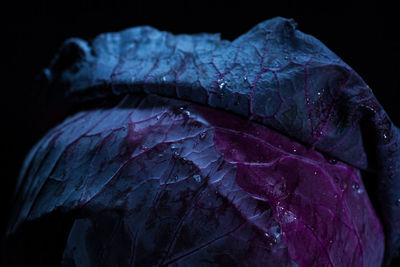 Close-up of leaf against black background