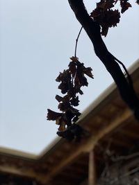 Low angle view of plant against clear sky