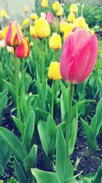 Close-up of flowers blooming outdoors