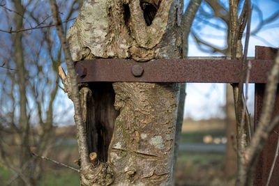 Close-up of damaged tree against sky