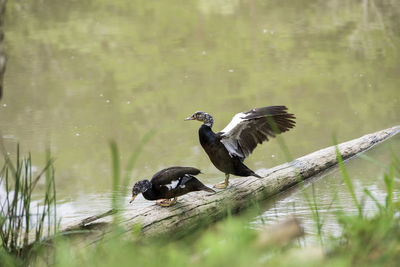 Birds flying over lake