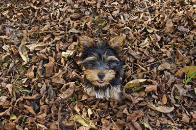 High angle view of dog on dry autumn leaves