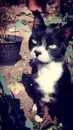 Close-up portrait of kitten