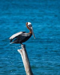 View of a bird