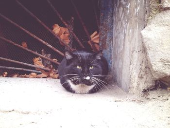 Close-up of cat with green eyes