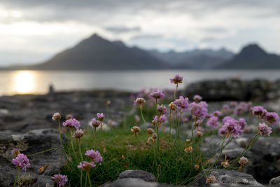 Close-up of pink flowering plants on land against sky