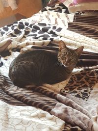 High angle view of cat relaxing on bed at home