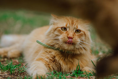 Close-up portrait of a cat