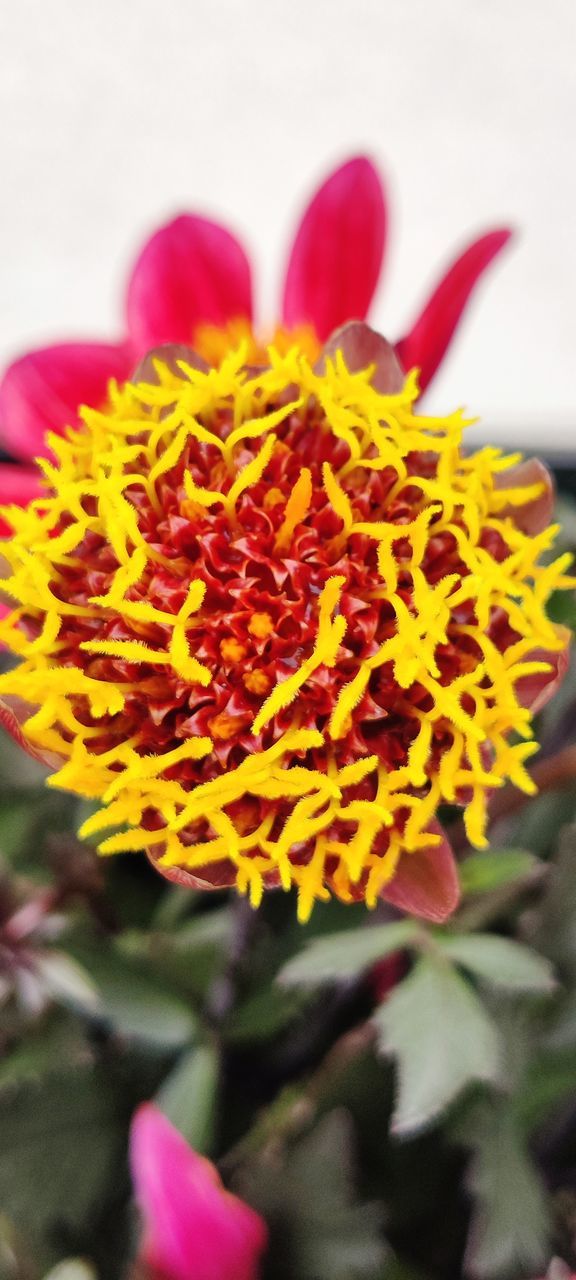 CLOSE-UP OF YELLOW ROSE FLOWER