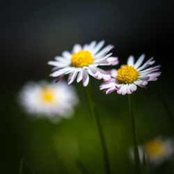 Close-up of yellow flowers blooming outdoors